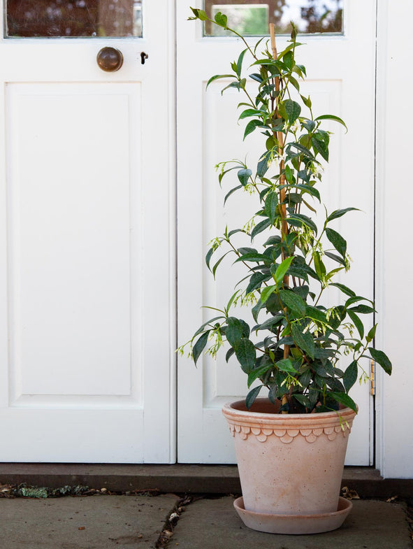 Star Jasmine